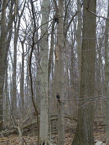 pileated woodpeckers 2
